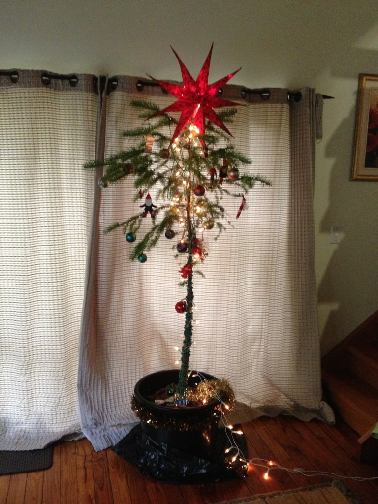 A straggly Christmas tree in a large pot with a big red star on the top.