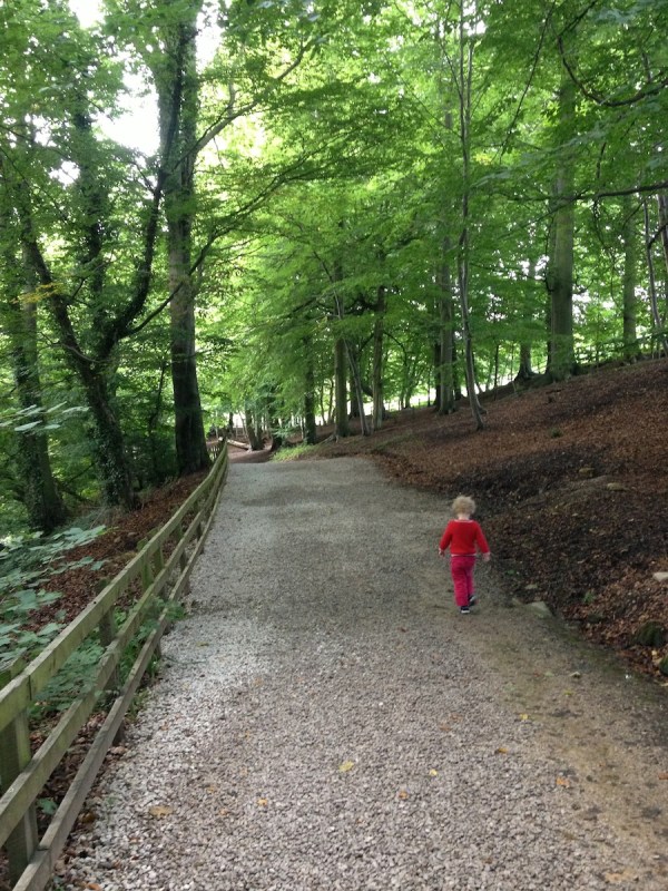 This is one of the oldest and tallest beech forests in Britain.
