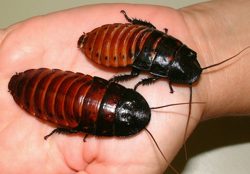 hissing_roaches