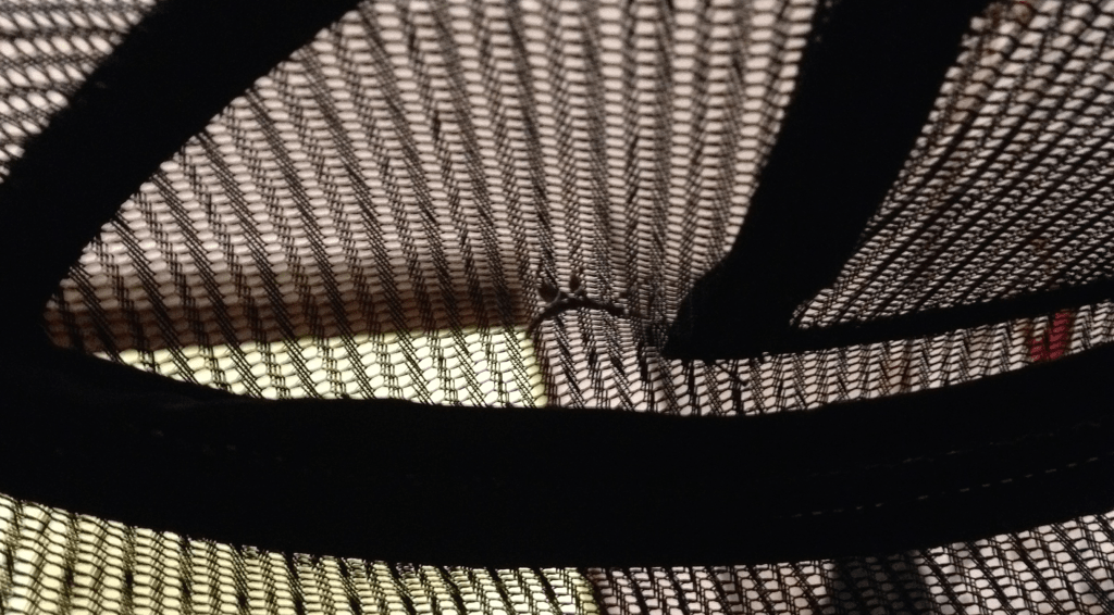 Leaf insects and other&nbsp;things