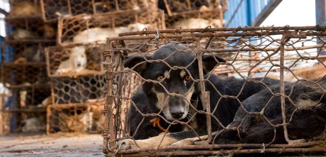 ourwork-catanddogwelfare-tacklingthemeattrade-banner.da16d00cfb9702104f921d9a7393b80c