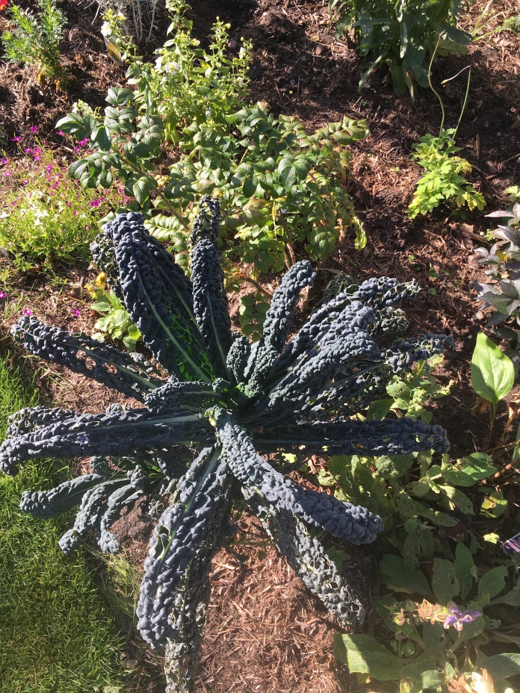 Ice-cream or kale,&nbsp;anyone?