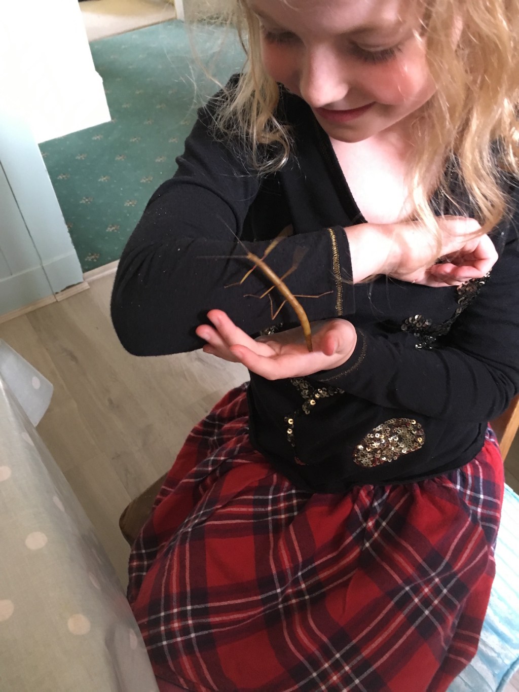 Our pets: stick&nbsp;insects