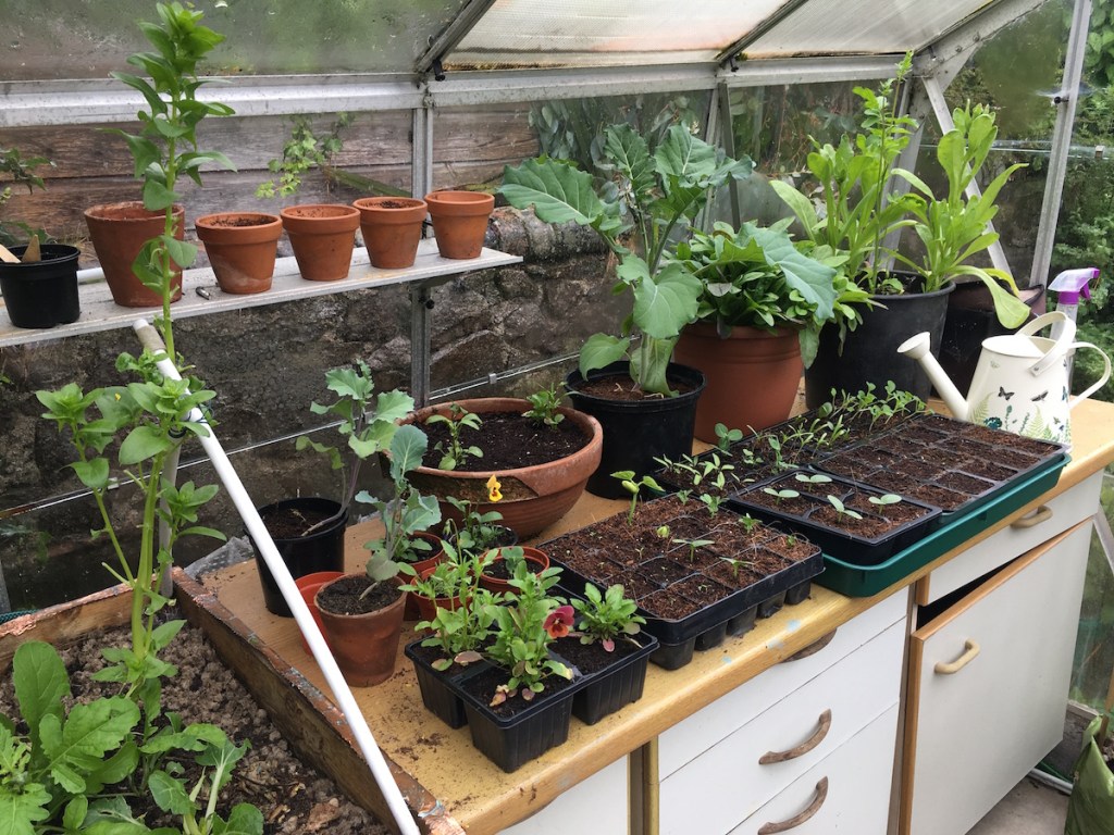 Inside my greenhouse