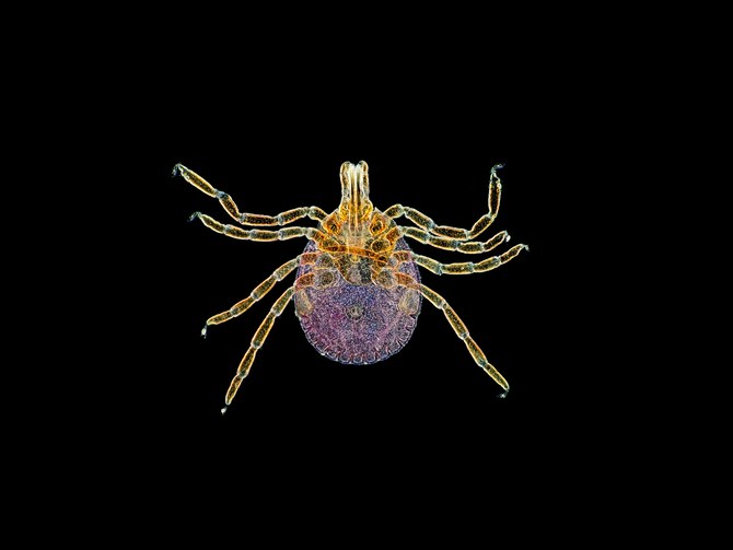 Meat allergy tick is spreading thanks to climate&nbsp;change