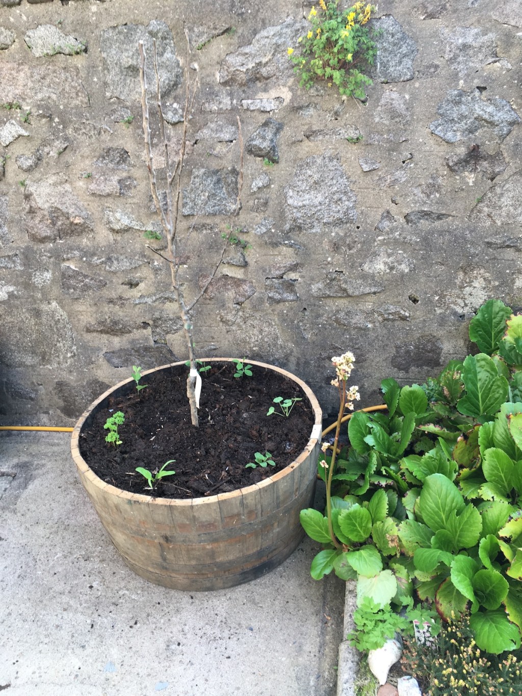 A pear tree in a whisky&nbsp;barrel
