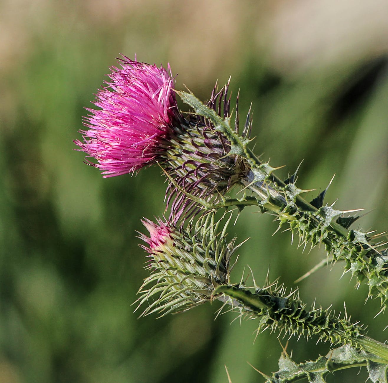 plant flower pink wildflower