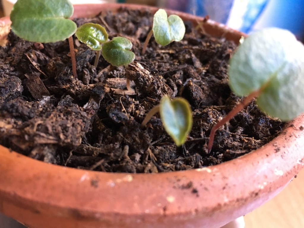 Baking, gardening, and baby cyclamen