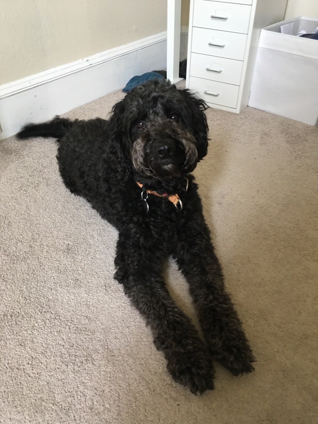 Fibre to my door and another&nbsp;doggy