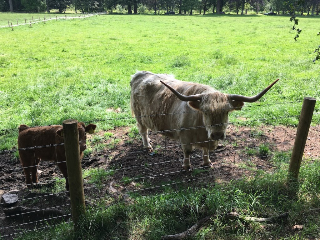 A walk in the&nbsp;woods