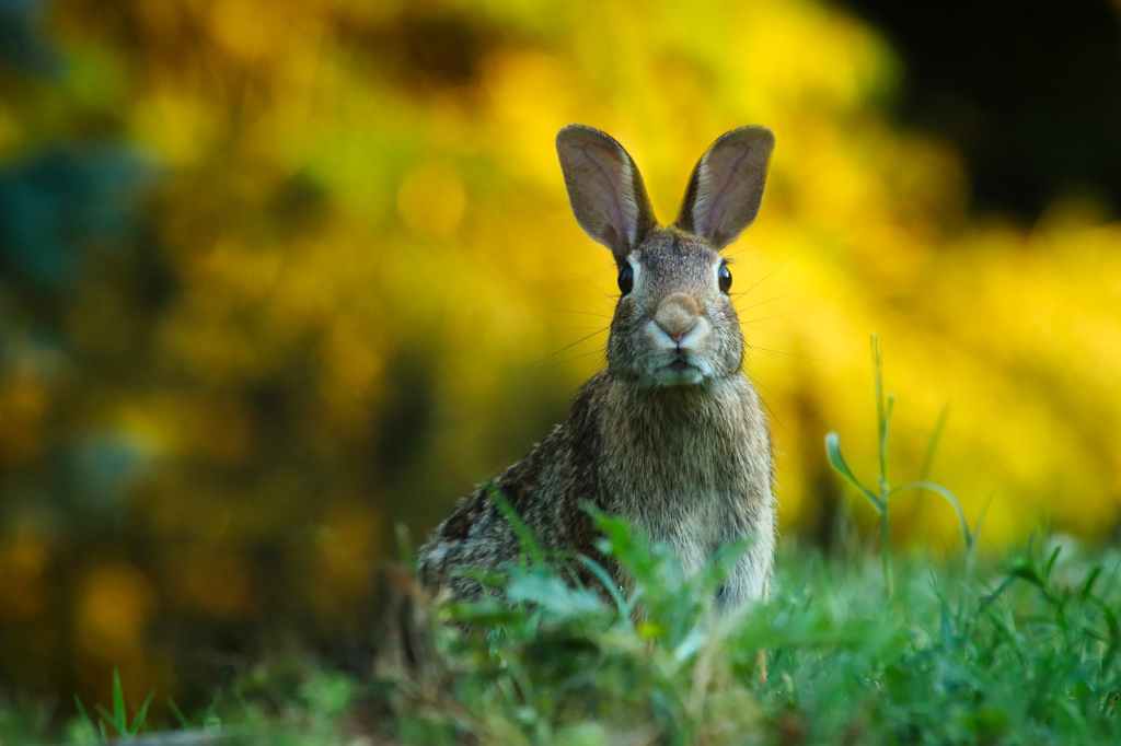 Watership Down