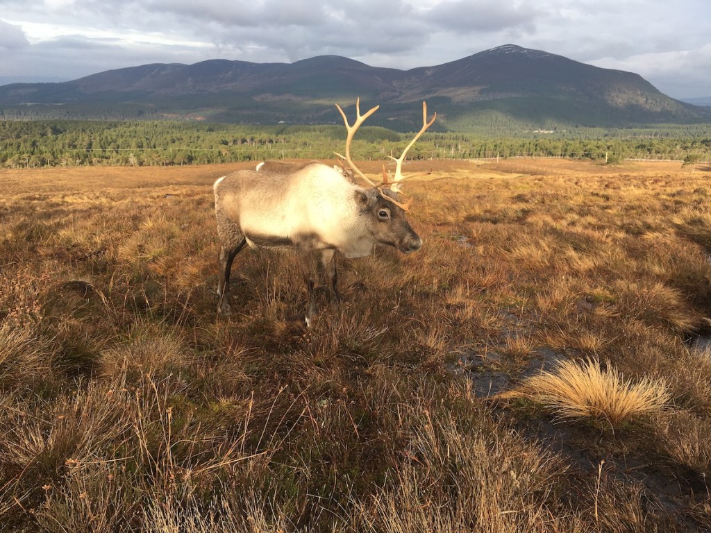 Scottish reindeer, Cairngorms