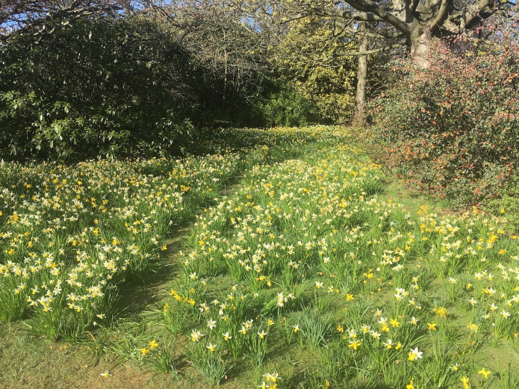 Daffodils, jumping shot, and a roundup of the&nbsp;news
