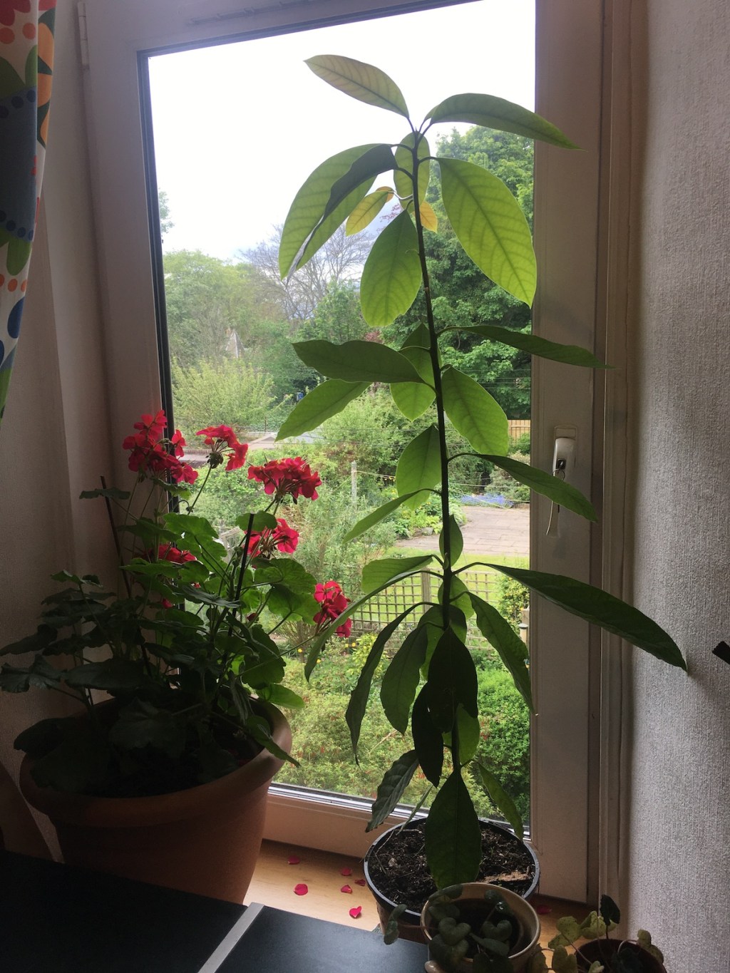 Haircuts, avocados, allotments, scones, and buying&nbsp;undies