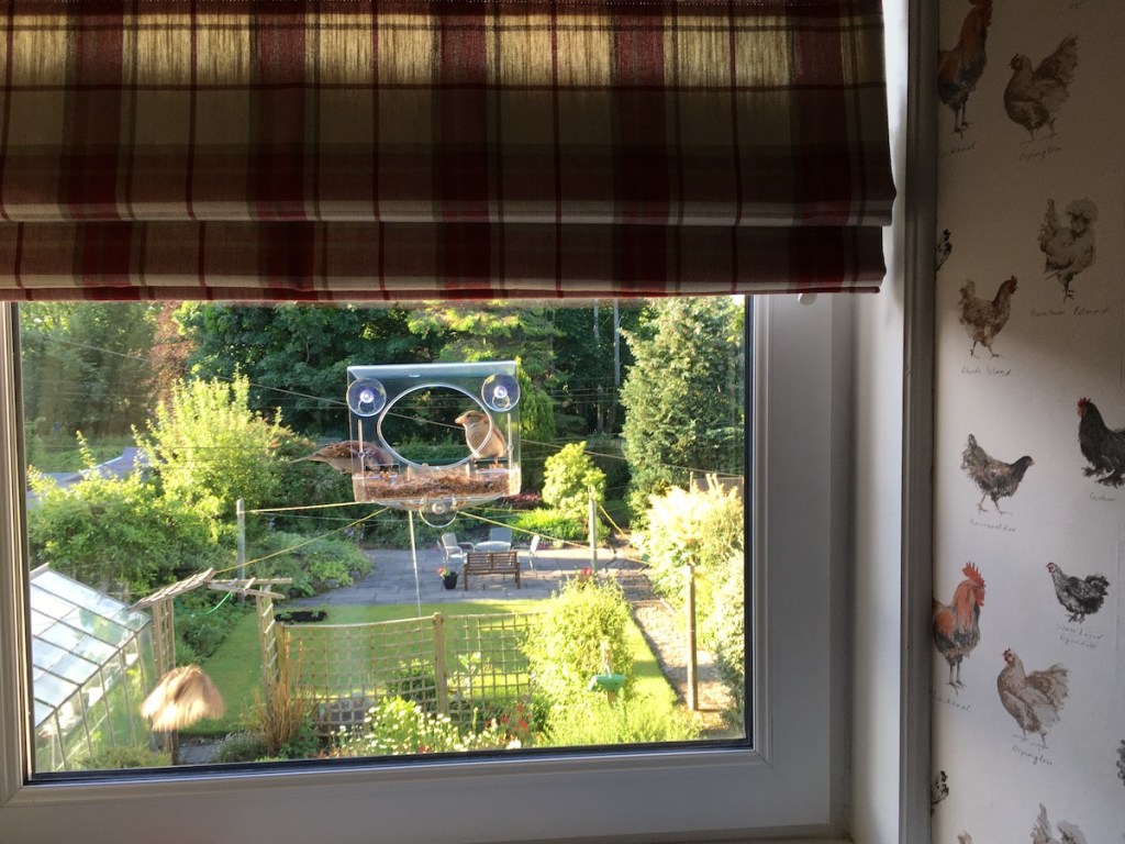 A bird feeder and 50% off eating&nbsp;out