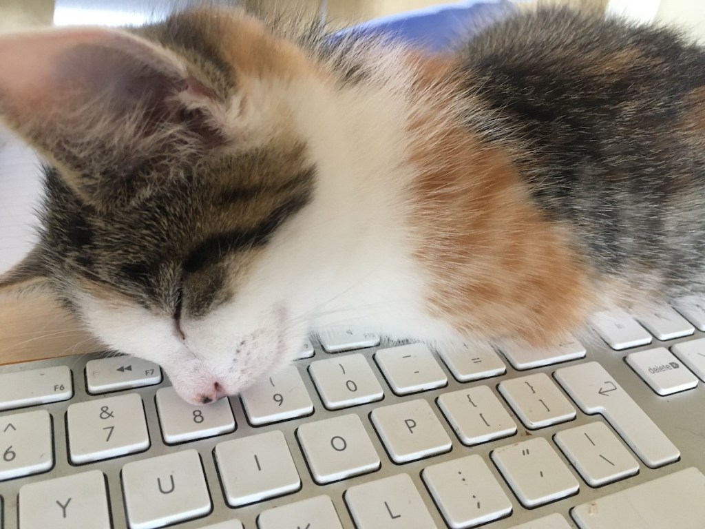 Pets and toilet&nbsp;training