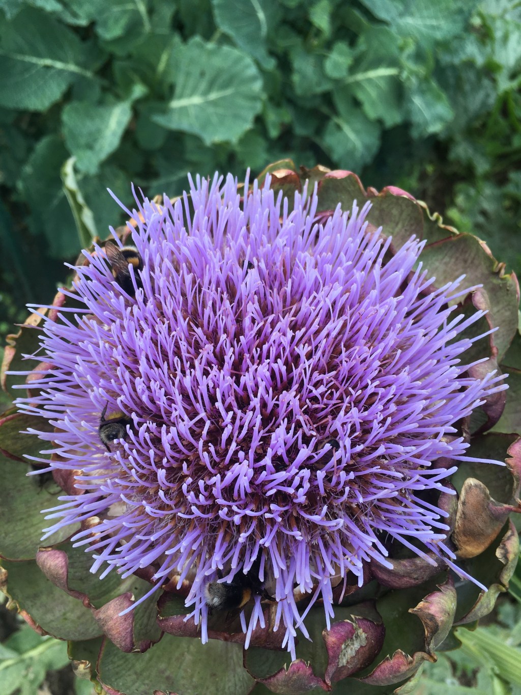 Bees in the&nbsp;artichoke