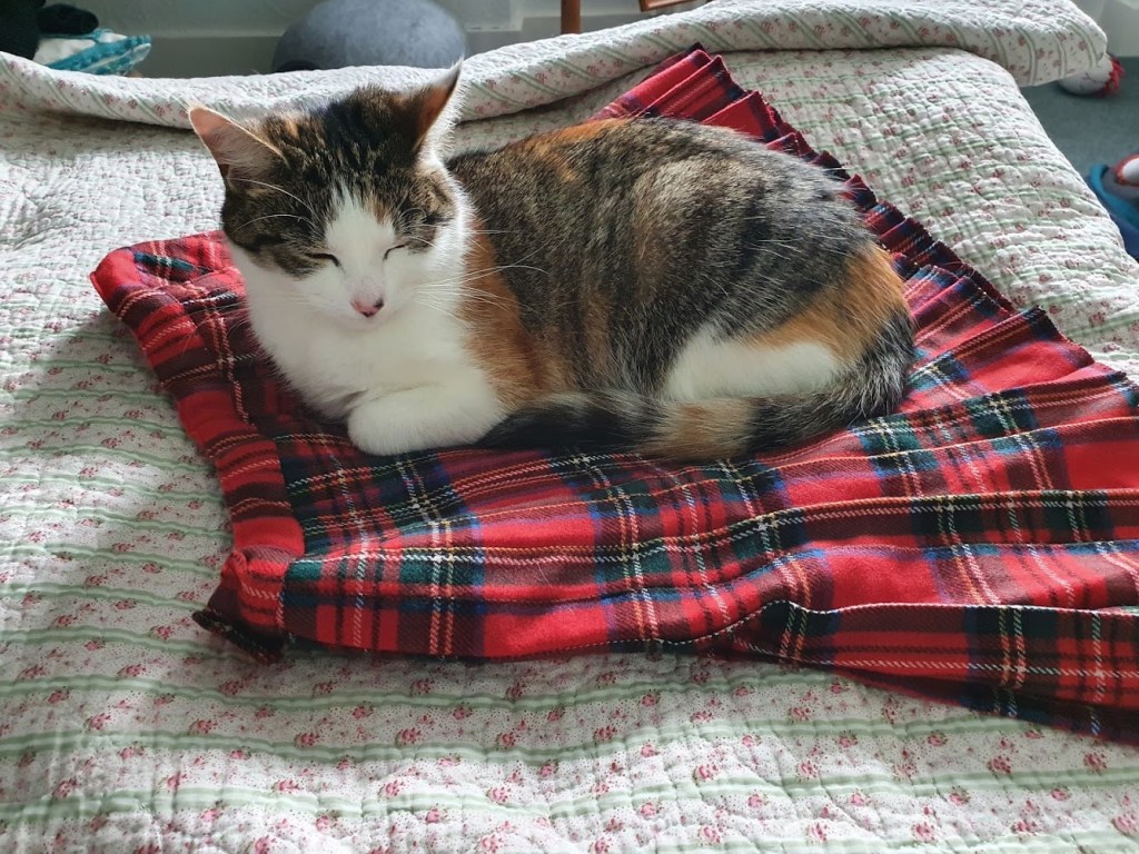Pastries, broccoli, tartan skirt, and carrot&nbsp;lox