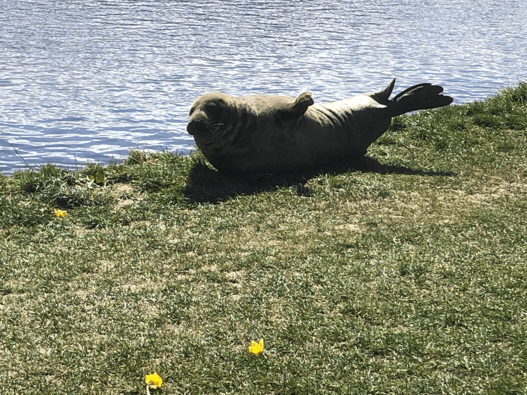 Seal on the banks of the River&nbsp;Dee