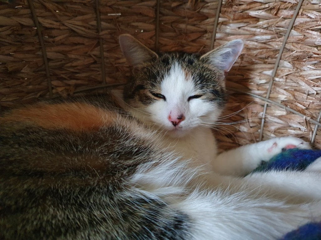 I got my first covid vaccination jab