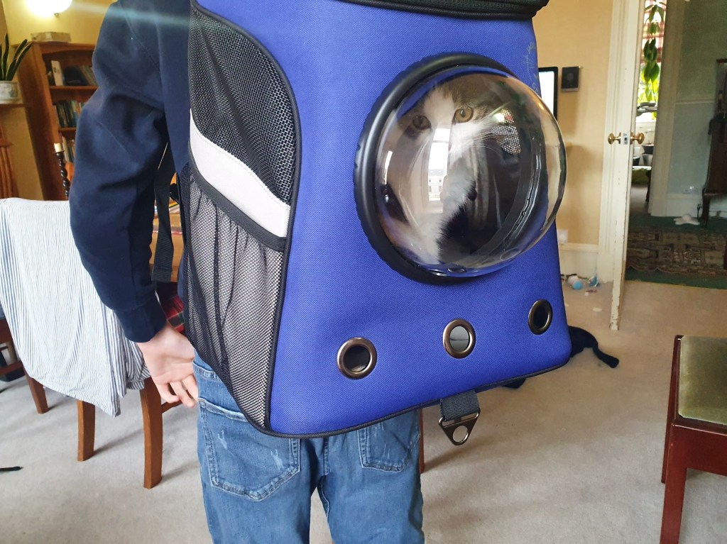 Cat in a&nbsp;backpack