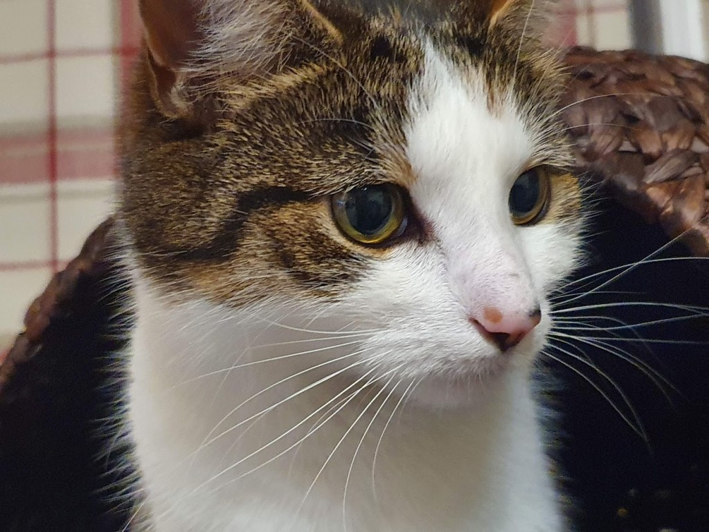 Eosinophilic keratitis in&nbsp;cats