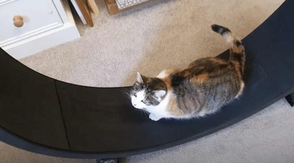 Cat wheel