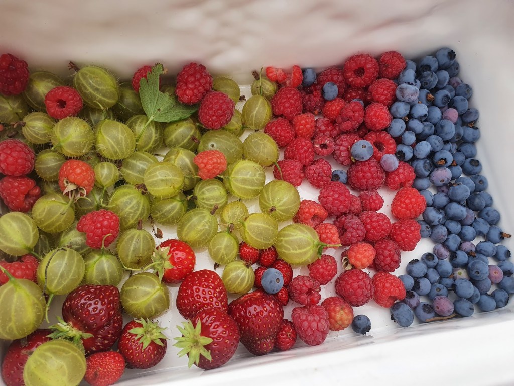 Hedgehogs eating the snails and berries from my&nbsp;allotment