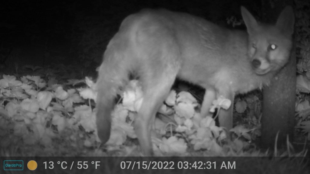 Gardens as habitat for&nbsp;wildlife