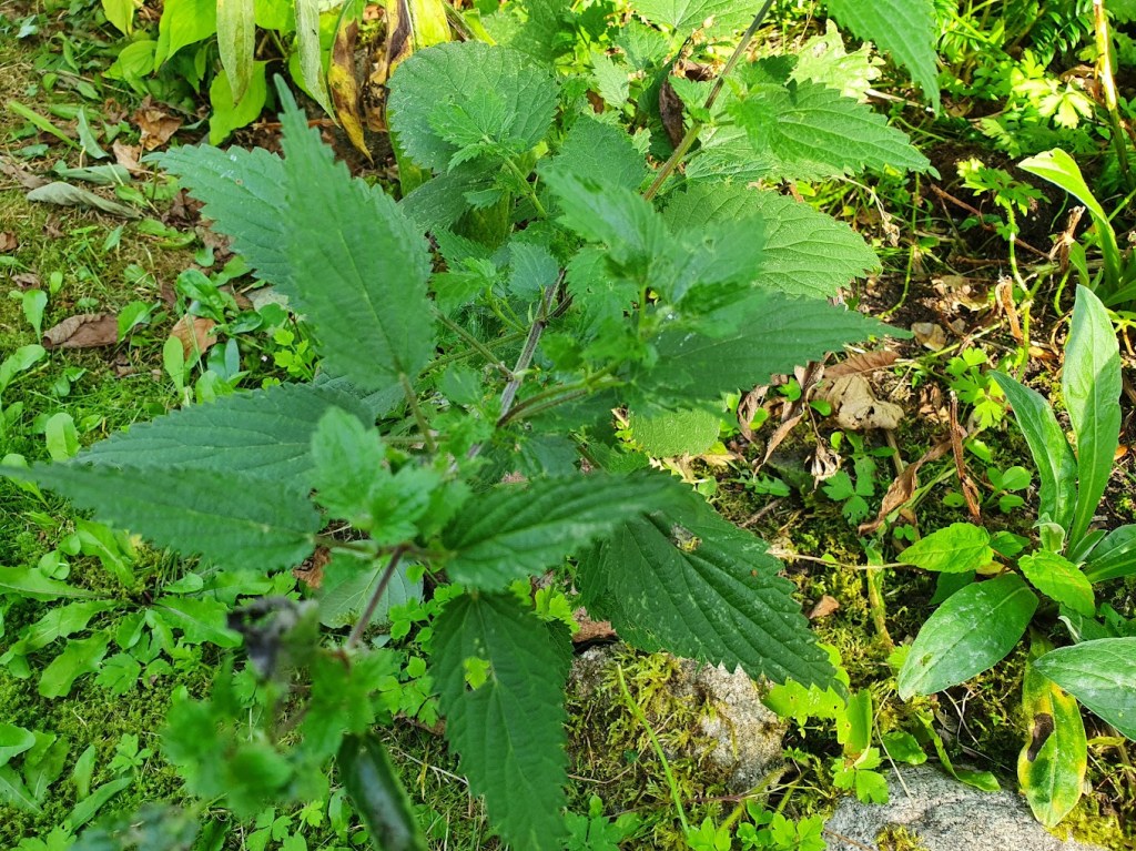 The Aboyne Games and foraging for&nbsp;dinner