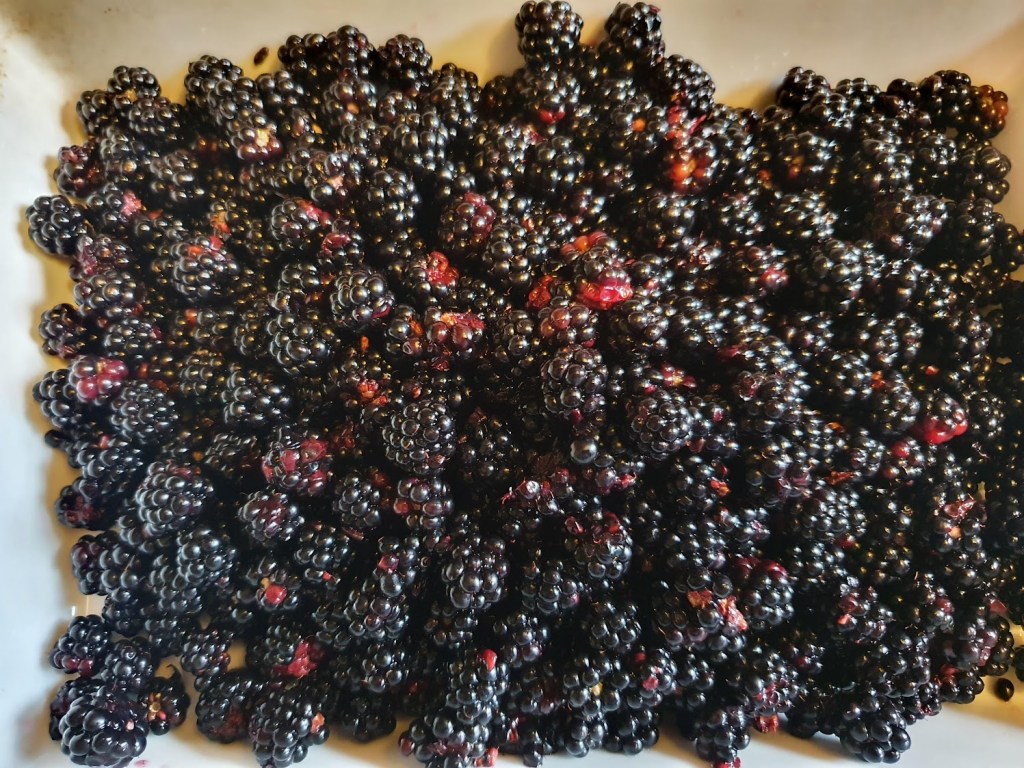 First blackberry crumble of the&nbsp;season