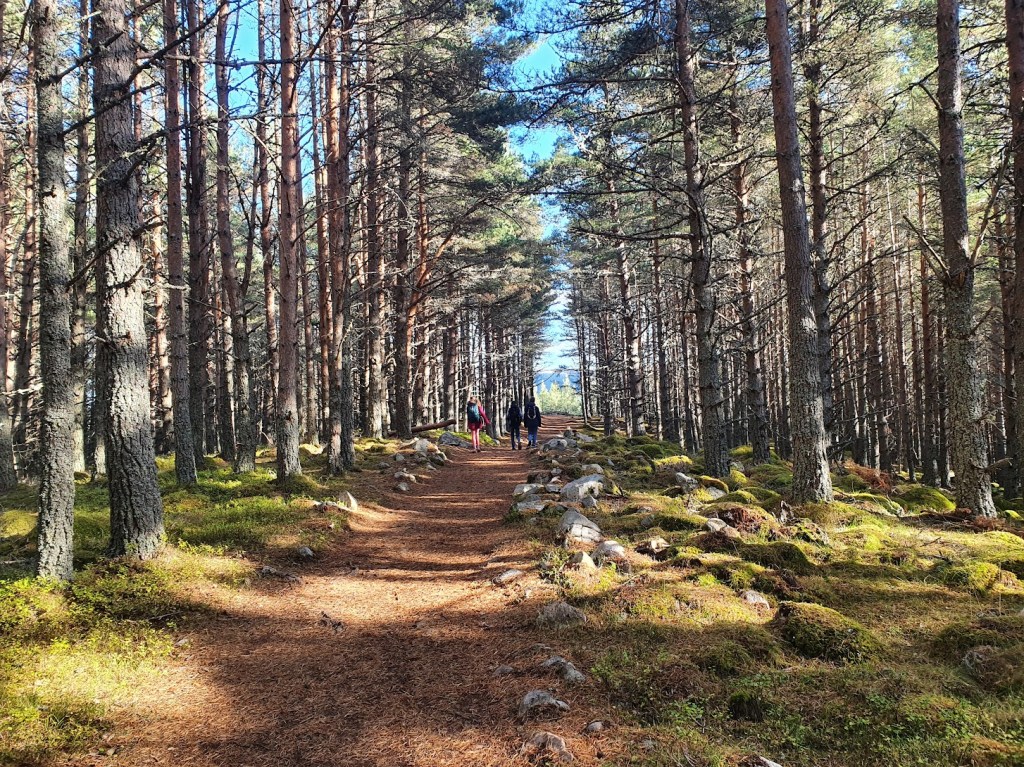 Forest walk on Balmoral Estate