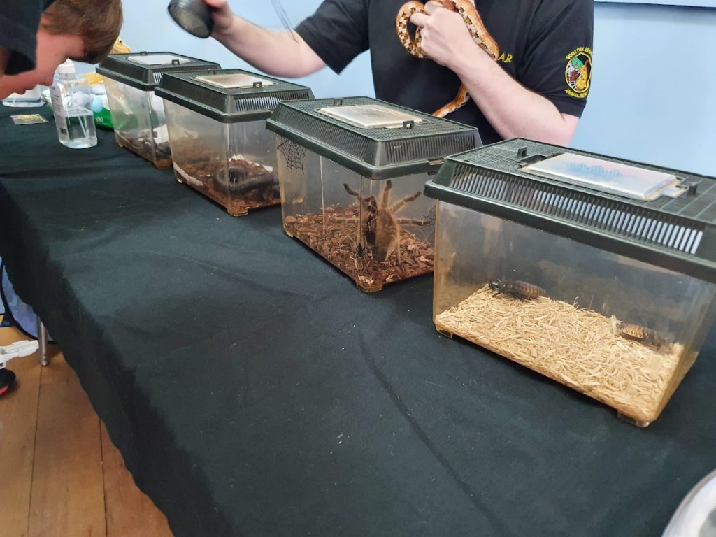A large tarantula and some hissing cockroaches.