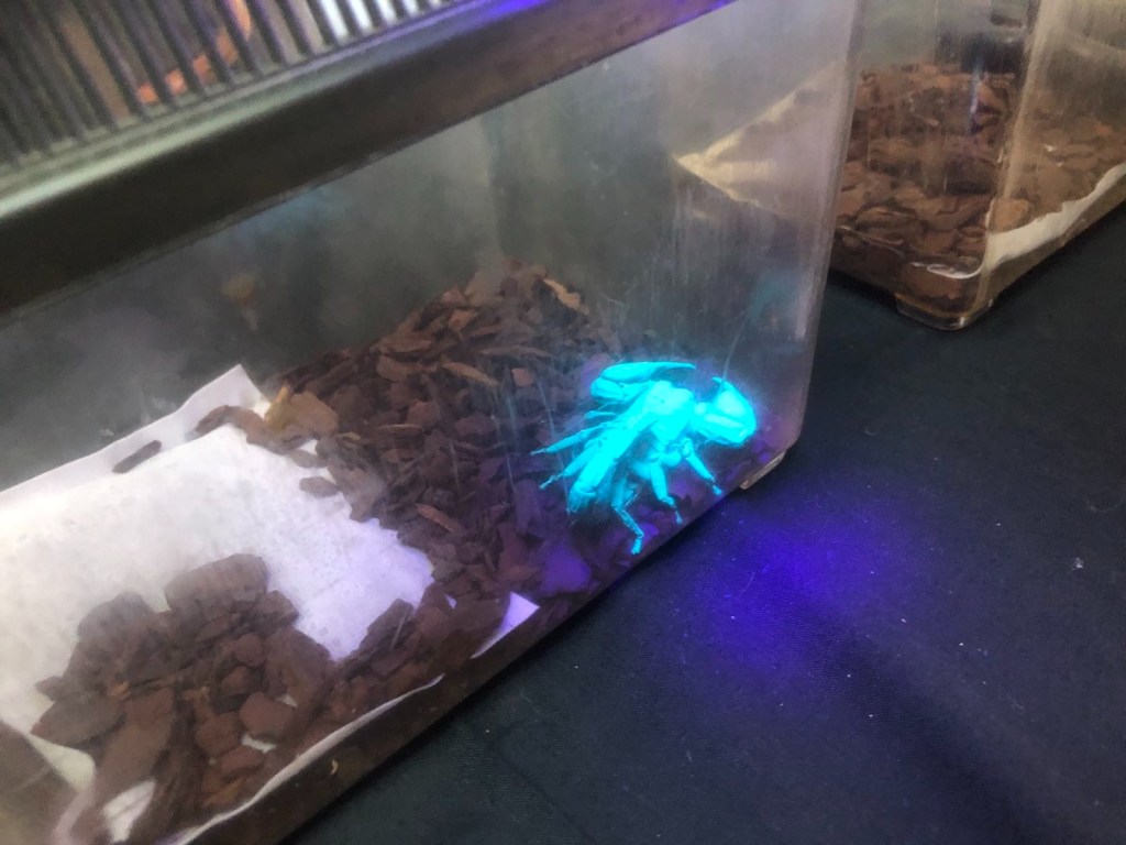 Scorpion glowing because ultraviolet light is shining on it