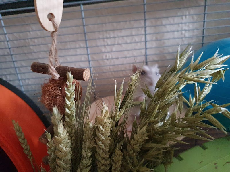 A blurry hamster behind barley sprays