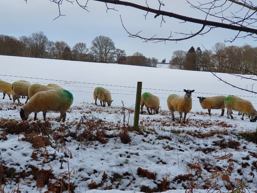 A flock of sheep in the snow
