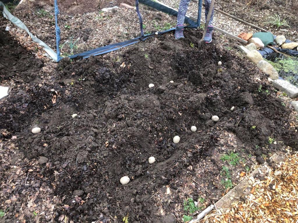 A row of potatoes ready to be covered in dirt.