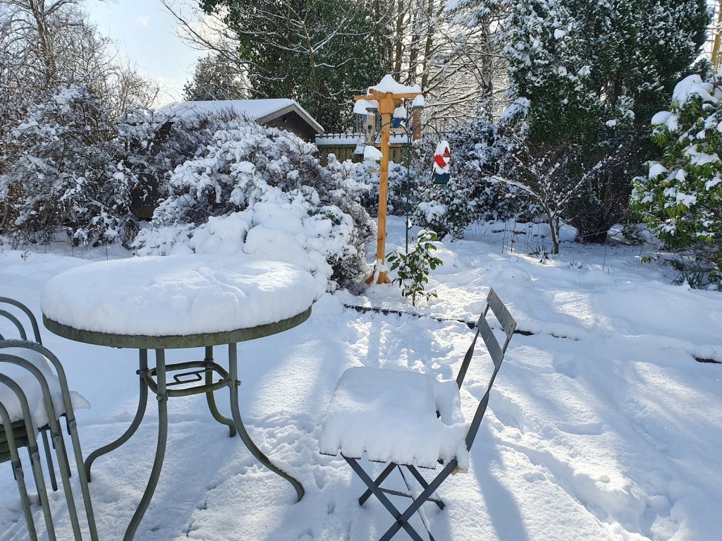 The bird feeder and backyard