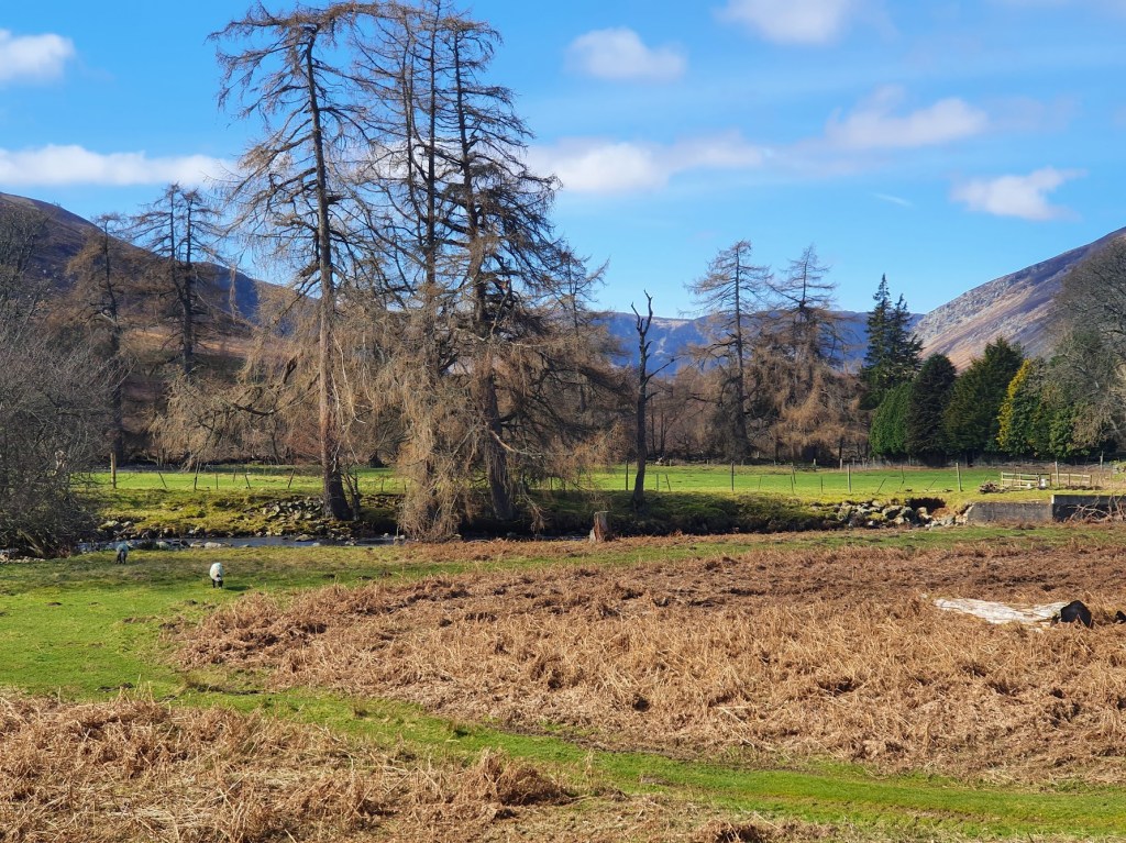 Rural scene with sheep, river, trees and hills