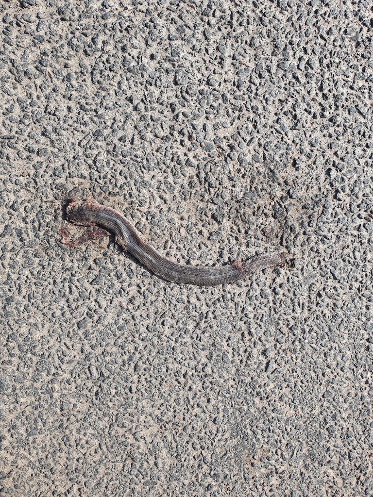 Dead adder on the road.
