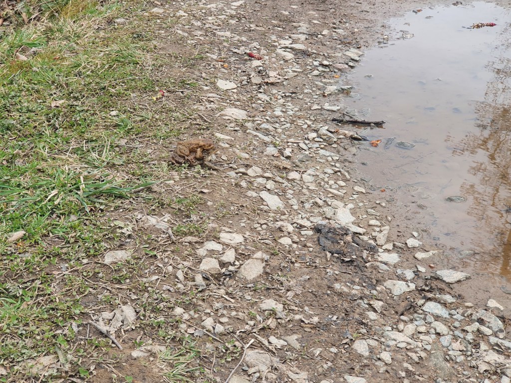 A large toad with a smaller toad on its back. 