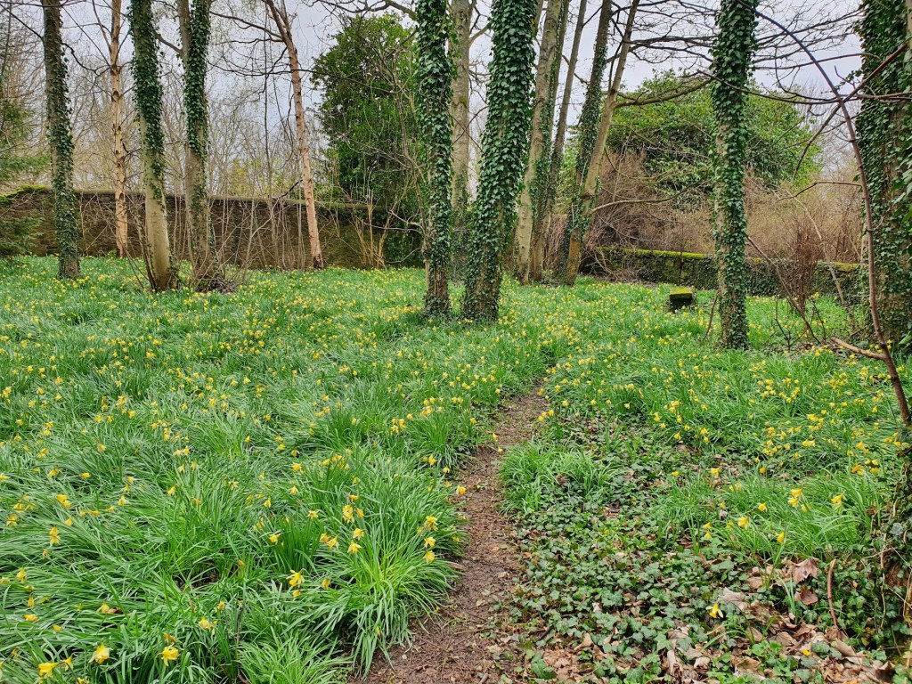 Lots of daffodils in a woodland