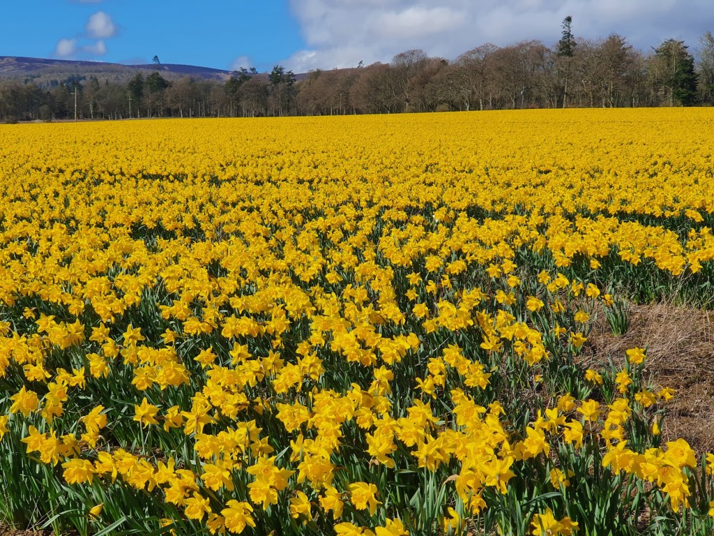 Field of daffodils