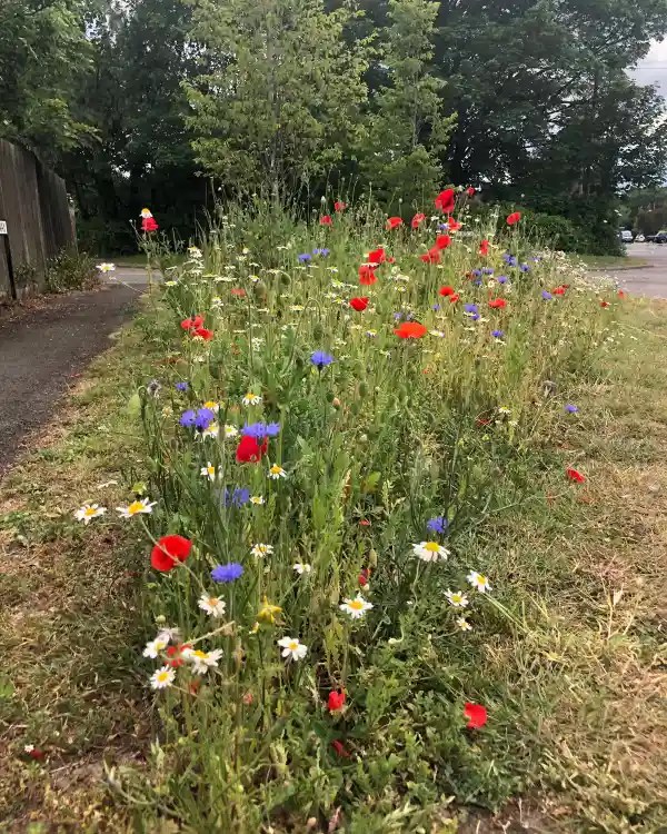 Wildflowers growing beside a road.