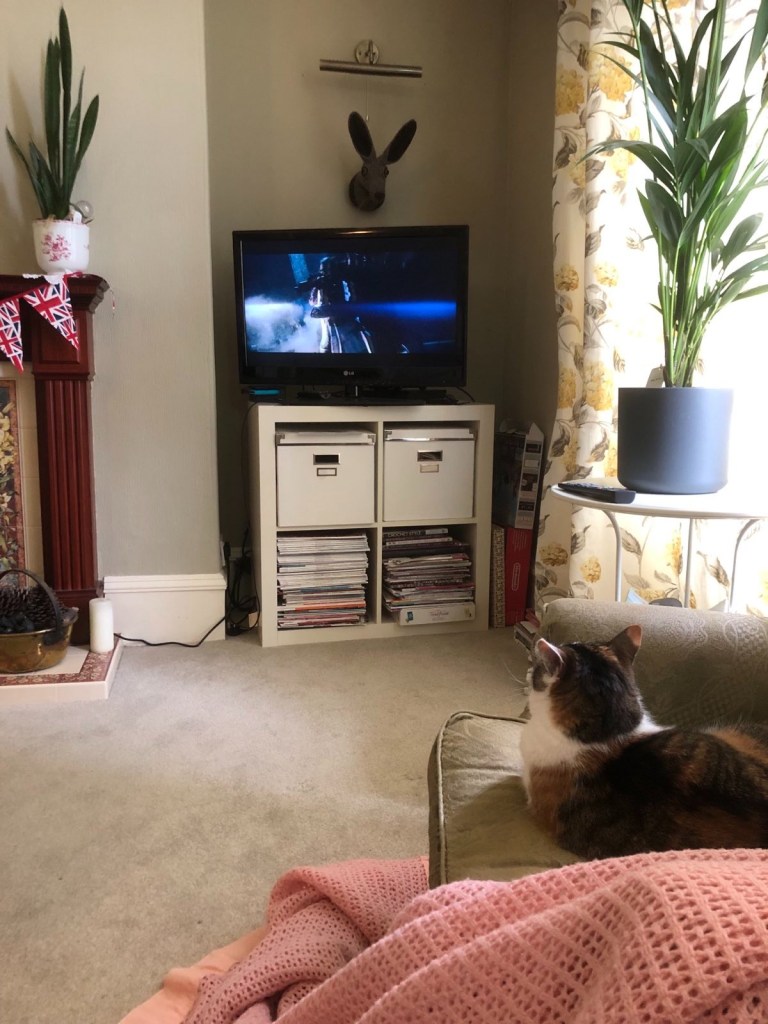 Victoria the cat sitting on armchair watching the film.