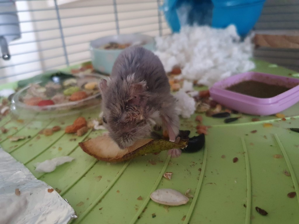 Rocket eating some pear. You can see if left eye is crusted over and he's only got half an ear.