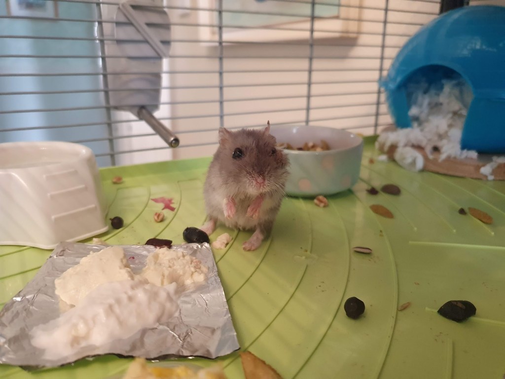 The magpie and&nbsp;Rocket