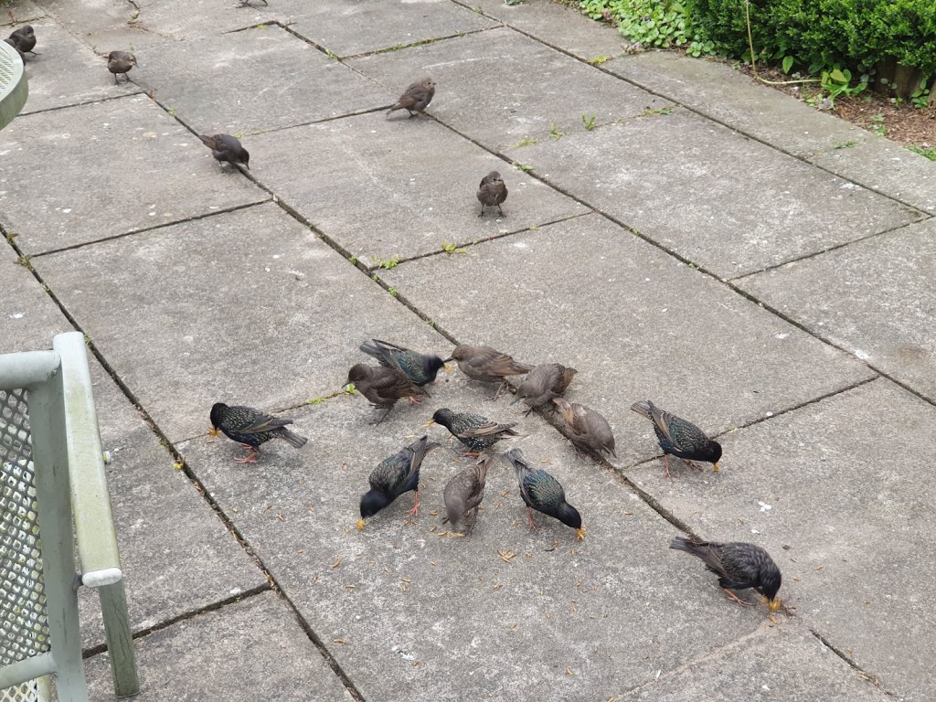 Starlings in the backyard eating meal worms