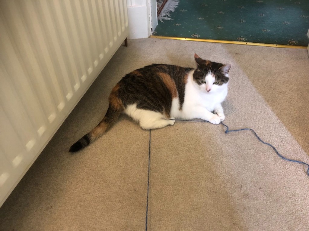 Victoria the cat sitting on my yarn.