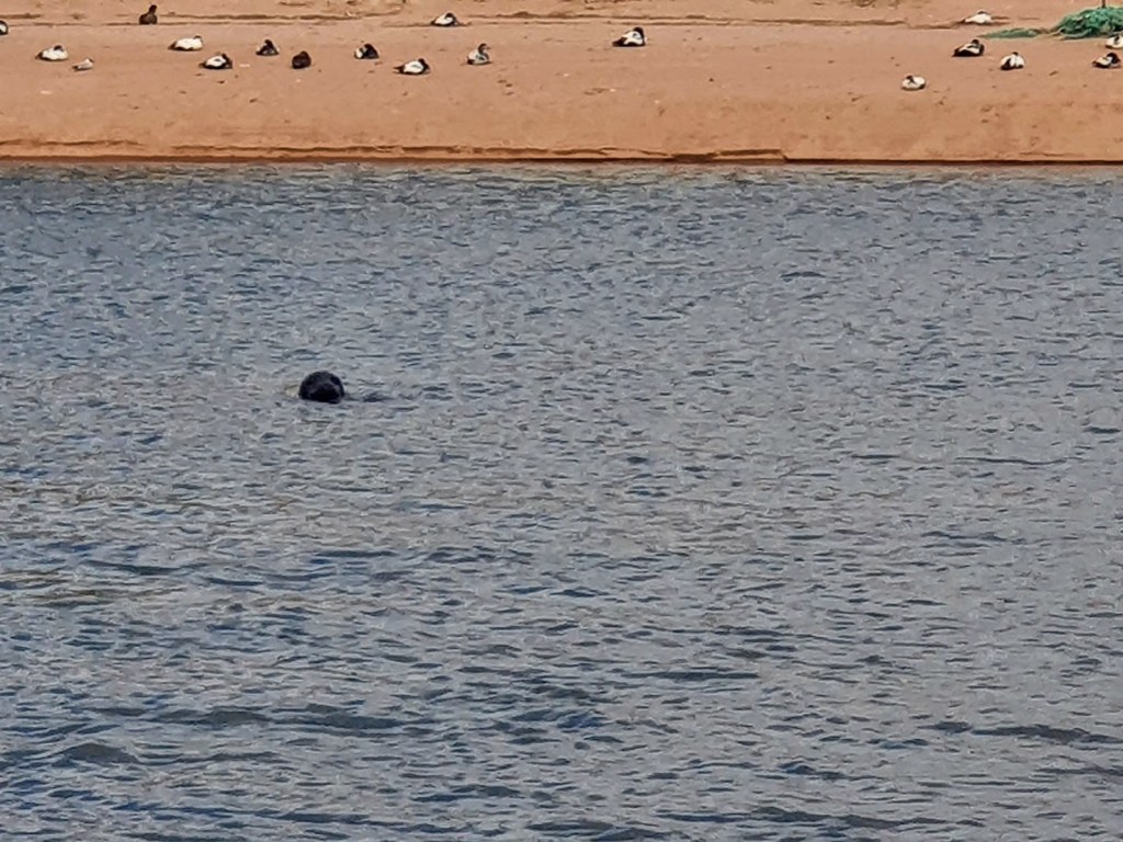 A seal bobbing in the water in the estuary